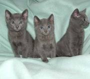 Russian kittens for adoption