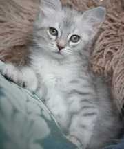 Bengal Kitten For Sale 