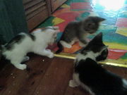 KITTENS FOR SALE $20 LOVELY PERSONALITIES