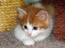 cute and lovely Siberian kittens for sale