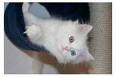 white coloured persian kitten for sale
