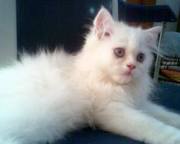 female persian kitten for sale 