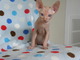 Sphynx LOOKING FOR A NEW HOME NOW