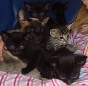Solid Black Siamese x kittens