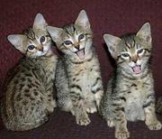 Gorgeous Serval and F1-F3 Savannah kittens for sale