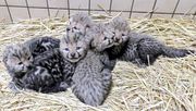 Baby Cheetahs,  Panthers and King Cheetah cubs for sale