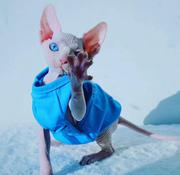 BLUE EYES WHITE SPHYNX FEMALE KITTEN VICTORIA, Whatsapp: +48 721-046-40