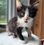 2 female kittens for adoption