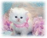 Persian Kitten For Adoption
